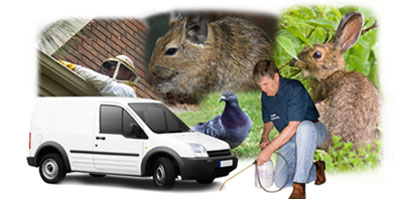 Crook local van